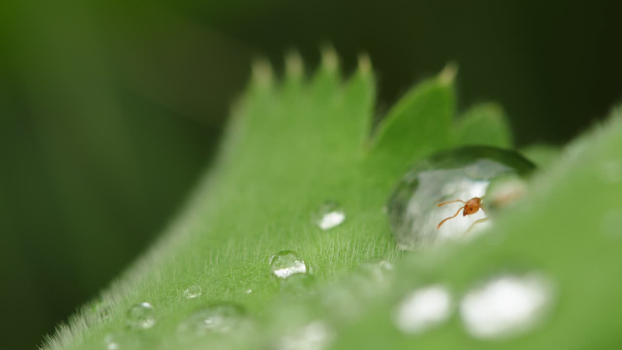 hormiga eléctrica arrastrándose en la hoja verde con gota de agua en la selva tropical de américa del sur, macro de cerca