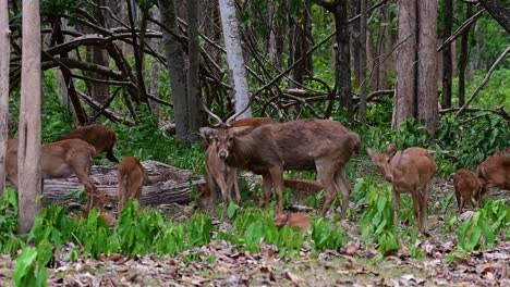 Der-Eldhirsch-Ist-Aufgrund-Von-Lebensraumverlust-Und-Jagd-Eine-Vom-Aussterben-Bedrohte-Art