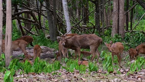 el ciervo del campo es una especie en peligro de extinción debido a la pérdida de hábitat y la caza