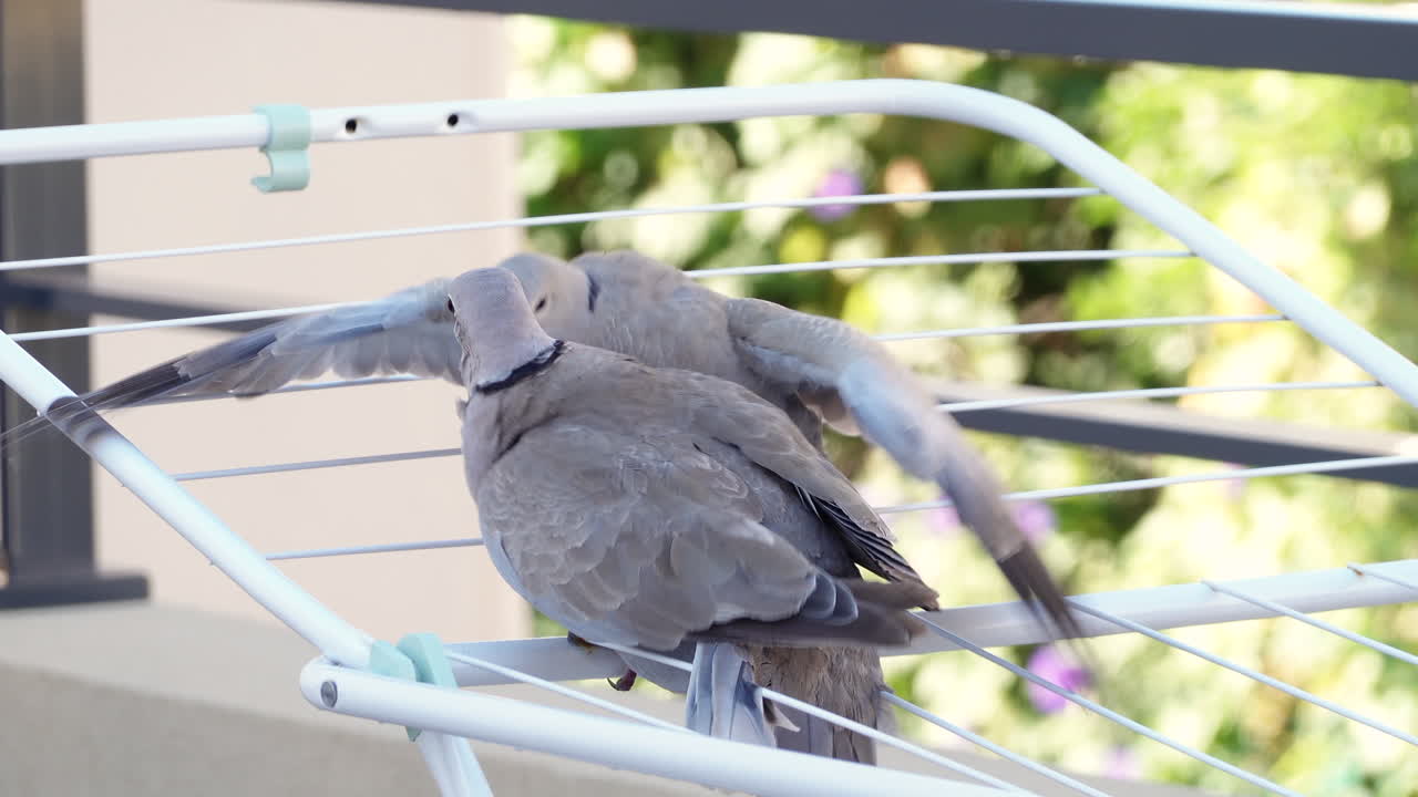 Close up of doves fighting on a clothing drying rack outside