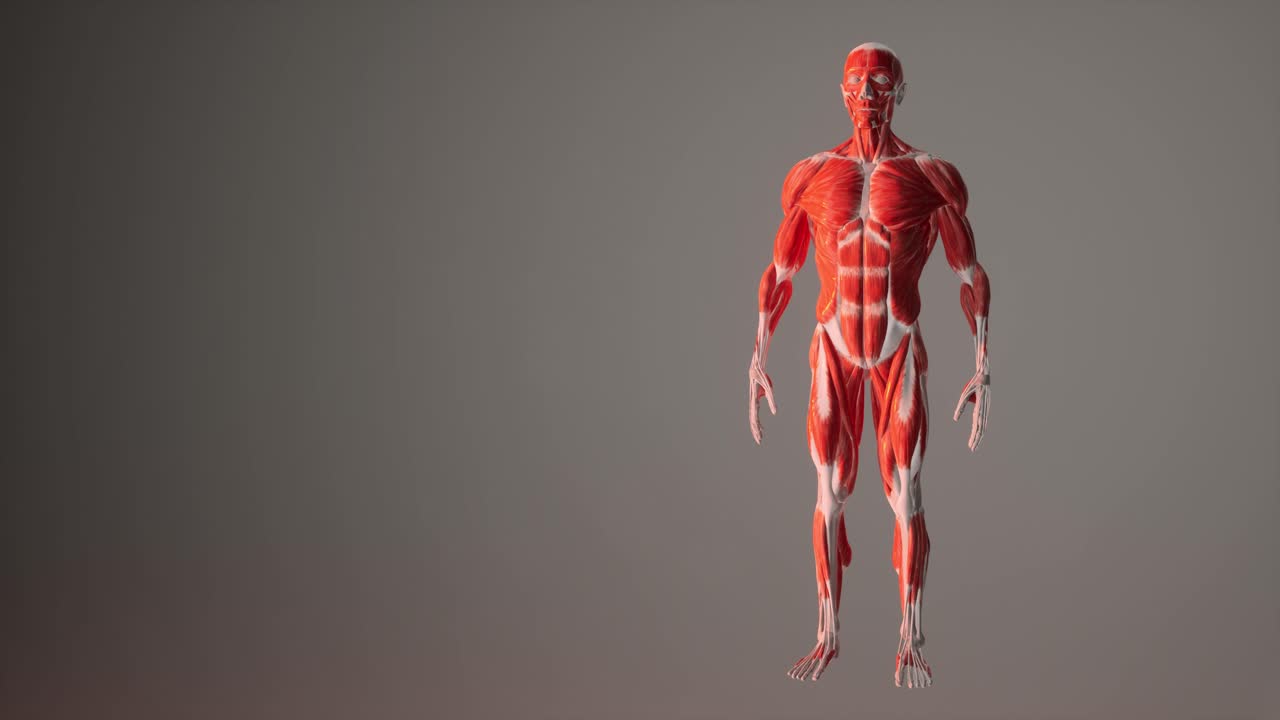 animação 3d da anatomia do sistema muscular humano