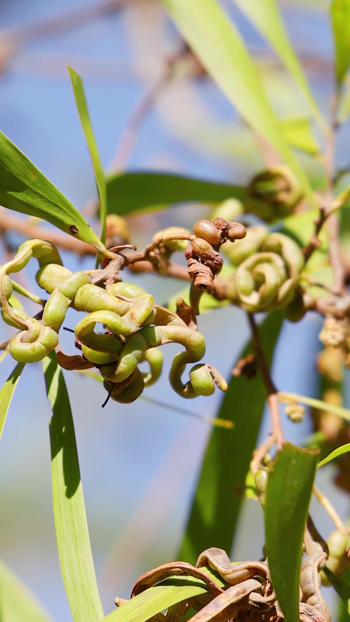 Primo piano statico di foglie verdi di acacia e baccelli arricciati sotto la brillante luce solare naturale.