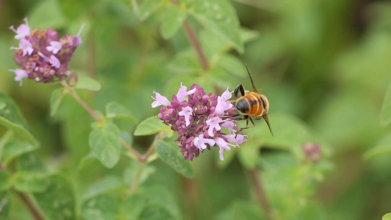Honey bee collecting pollen before flying away in beautiful slow-motion footage