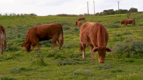 close up of cows eating pasture on a green pasture on a cloudy day