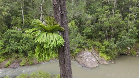 epiphyte on tree by flowing river