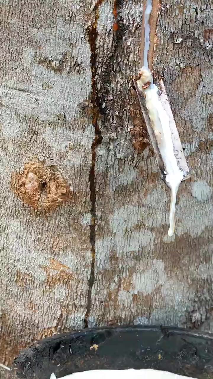Latexsaft strømmer fra tappet gummitræbark ned i en sort skål i naturligt dagslys.
