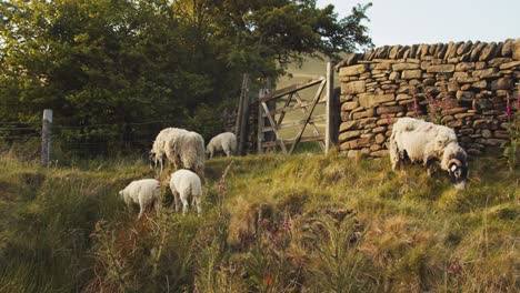 Un-Rebaño-De-Ovejas-Pastan-En-Los-Suaves-Prados-De-Hierba-De-La-Campiña-Inglesa,-Derbyshire