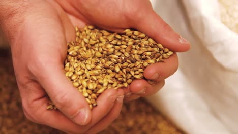 cervecero derramando grano de la mano en el saco