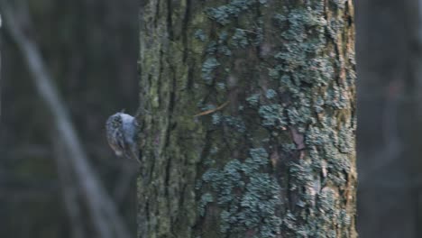 treecreeper bird climbing vertical on tree trunk bark feeding eating