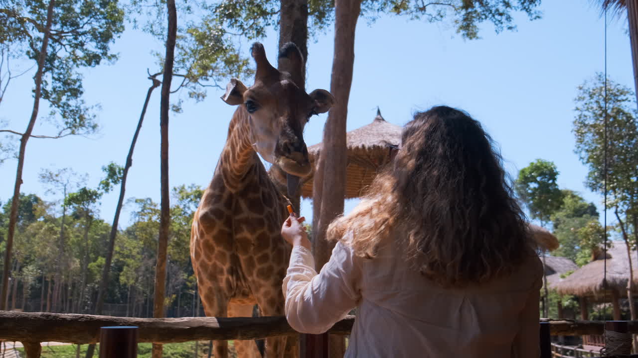 Donna che nutre una giraffa in uno zoo