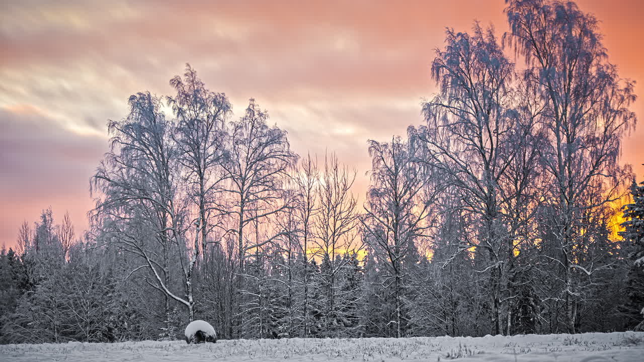 Smukt borealt vinterlandskab med træer og græsplæne frosset til af sne.