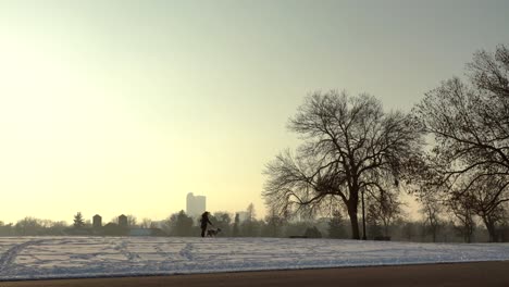 dog walking in the city park, denver, colorado