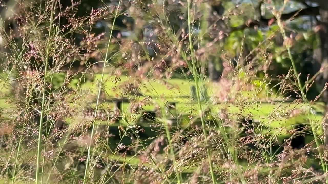 Graveyard in a old field