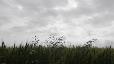 Landscape,-Kansas,-wheat,-field,-farm,-farming,-farmer,-country,-rural,-outdoors,-green,-summer,-grow,-growing,-plant,-planting,-seed,-harvest,-land,-grass,-slow-motion,-blowing