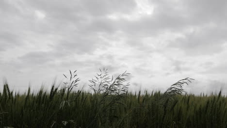 paisaje, kansas, trigo, campo, granja, agricultura, agricultor, país, rural, al aire libre, verde, verano, crecer, creciente, planta, plantación, semilla, cosecha, tierra, césped, camara lenta, soplo