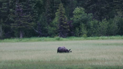 Alce-De-Alaska-Caminando-Y-Pastando-En-Las-Praderas-De-Anclaje,-Alaska