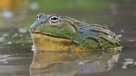 Primer-Plano-De-Rana-Toro-Africana-Macho-En-Agua-De-Estanque-Poco-Profunda-Durante-La-Temporada-De-Apareamiento