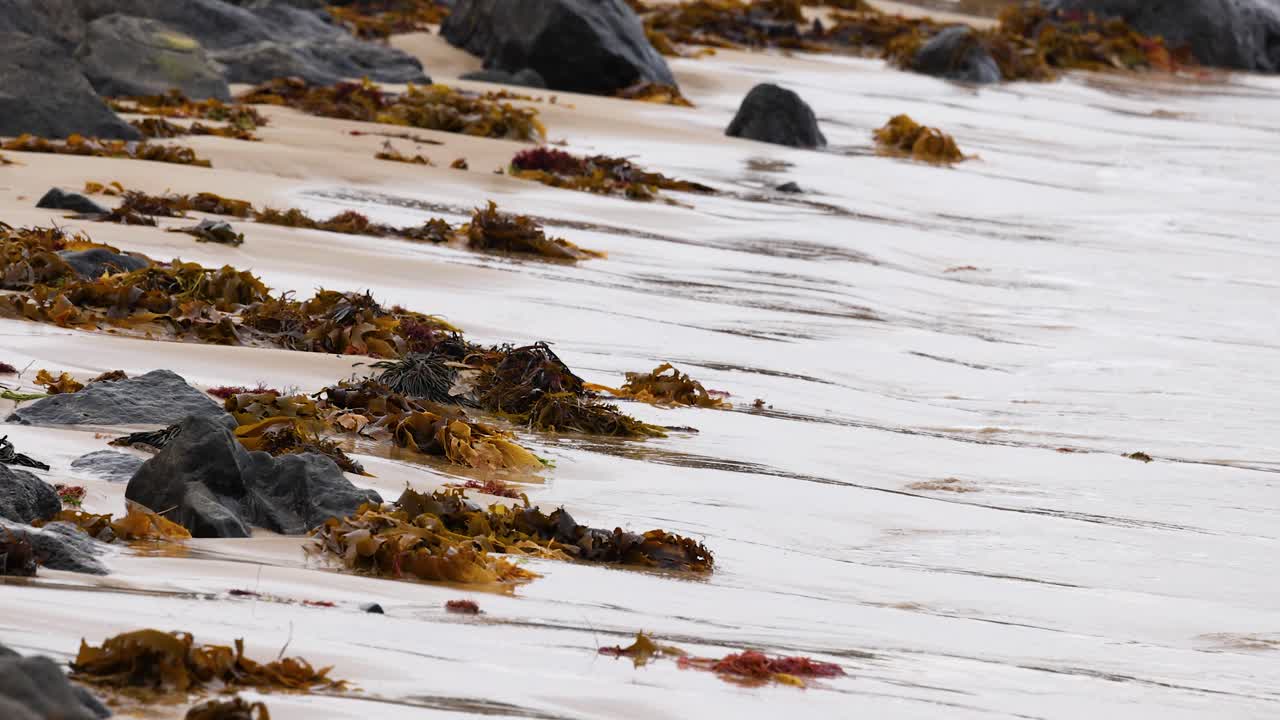 Gentle waves wash over a rocky shoreline with seaweed, captured at Point Lonsdale, Australia. Overcast lighting creates a serene, natural atmosphere