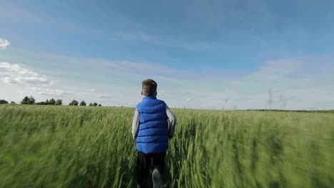 boy walking through the field. little boy on a field in the sunlight enjoying nature