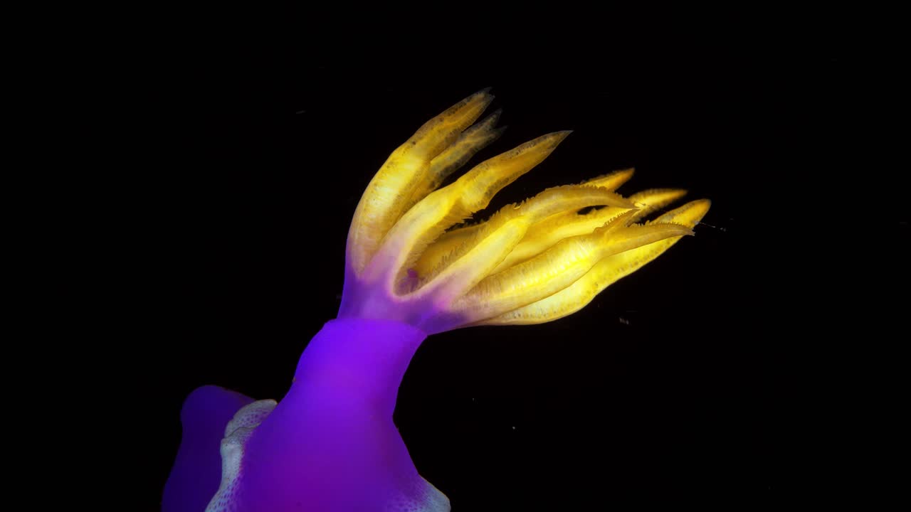 hypselodoris apolegma nudibranquio lembeh 4k 25fps