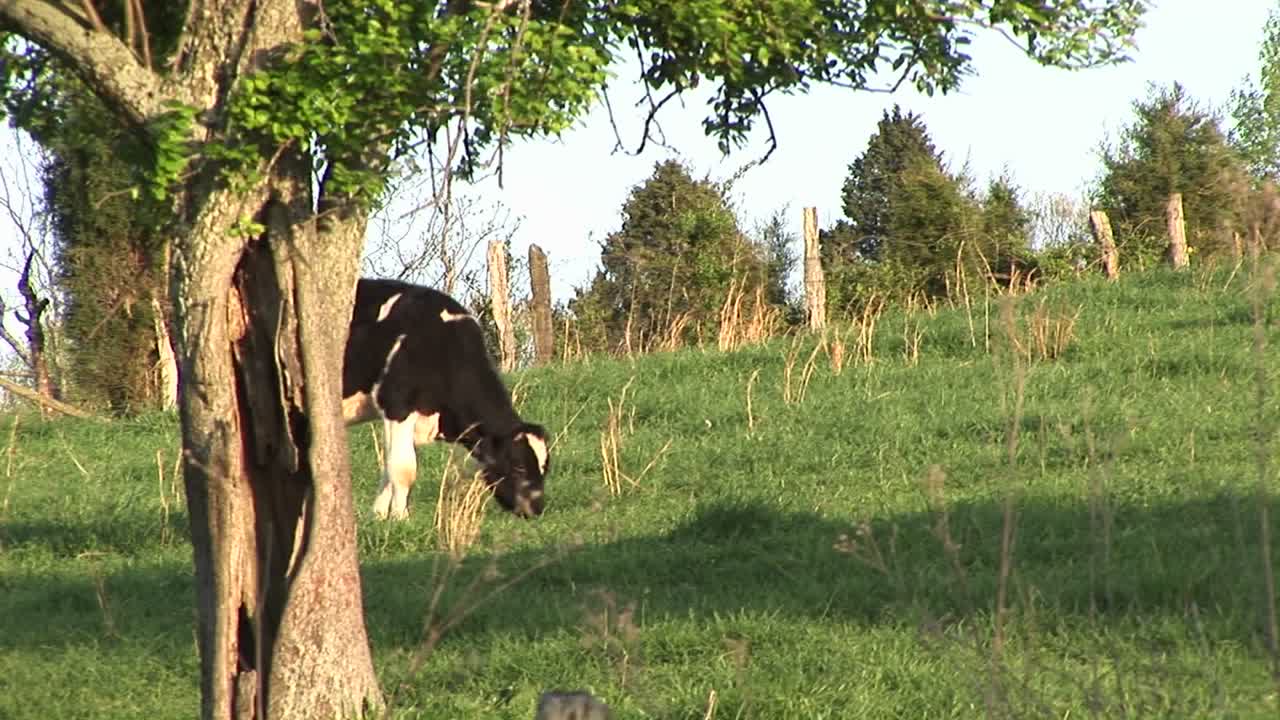 mientras una vaca lechera holstein pasta en un prado pacífico, otra se le une