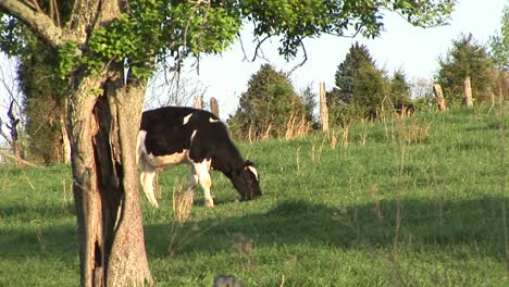 mientras una vaca lechera holstein pasta en un prado pacífico, otra se le une