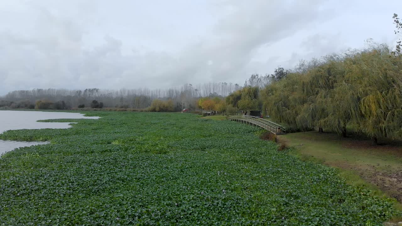 vista aérea de la orilla de un lago llena de jacintos de agua y una pasarela de madera y una cubierta de madera