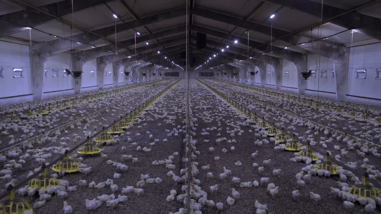 куриная фабрика, маленькие курицы утром