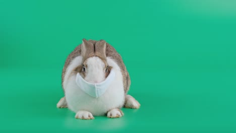 brown pattern rabbit wear mask and little moving stand on green screen