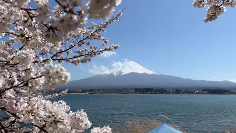 lake kawaguchiko with mt. fuji in distance and waving sakura cherry blossoms