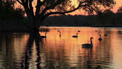geese swimming on a tranquil lake at sunset