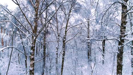 Verschneite-Äste-Im-Wald.-Wintermärchen-Hintergrund