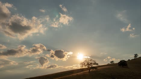 tramonto dietro l'albero nel deserto