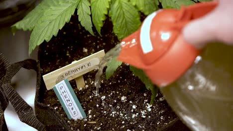 persona regando una planta de cannabis en el jardín