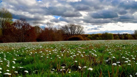 white flowers field under cloudy sky