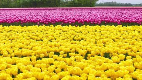 tulipanes amarillos y rosados en flor en el campo - avión no tripulado de lado