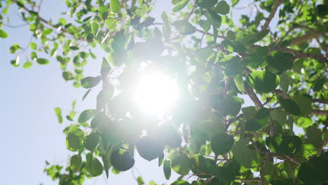 sunlight peeking through tree leaves