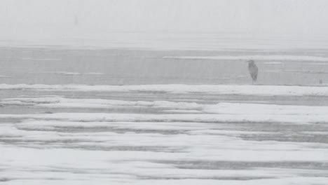 blue herons landing on water in a snowstorm