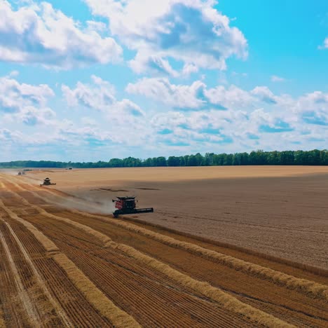 Farmland during harvesting crop. Agricultural machinery gathering ripe wheat on the field under the blue sky. Seasonal workers.