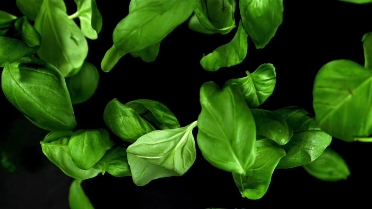 Foglie fresche di basilico verde che cadono al rallentatore su sfondo nero