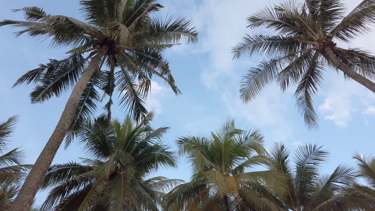 Slow-motion view of coconut palm trees against sky near beach on the tropical island with sunlight through