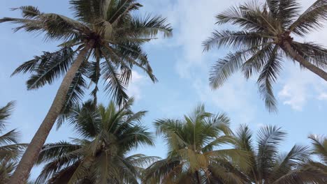 Vista-En-Cámara-Lenta-De-Palmeras-De-Coco-Contra-El-Cielo-Cerca-De-La-Playa-En-La-Isla-Tropical-Con-Luz-Solar-A-Través