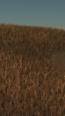 golden wheat field