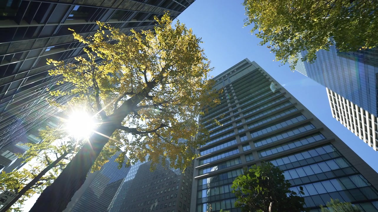 Árvore de ginkgo dourada erguendo-se contra arranha-céus de vidro modernos de Tóquio sob o sol de outono.