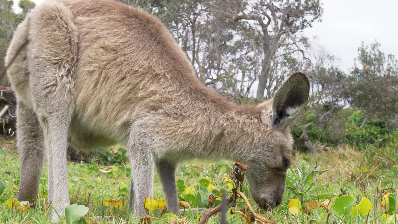 Slow motion landscape of wild eastern grey kangaroo eating grassy shrubs and vegetation in nature reserve bushland forest environment in Australia travel tourism mammal species marsupial wildlife