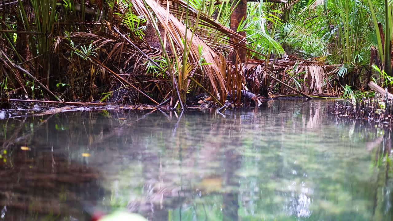 un viaje pacífico en kayak en un canal de agua clara rodeado de exuberante vegetación