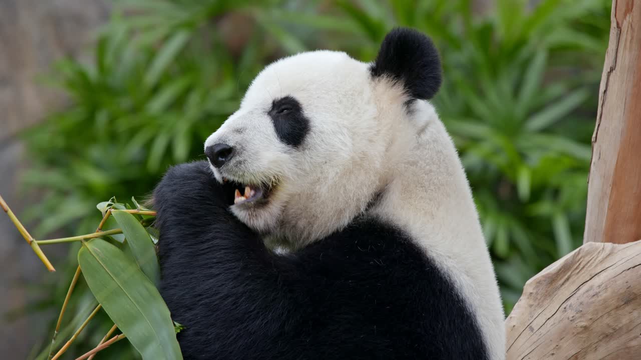 panda comiendo bambú