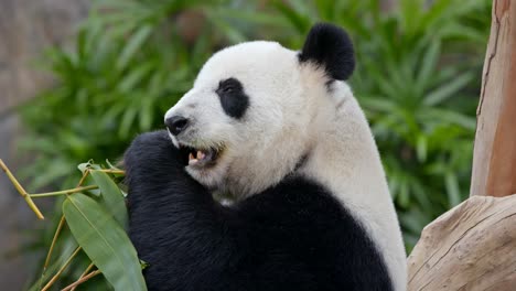 panda eating bamboo