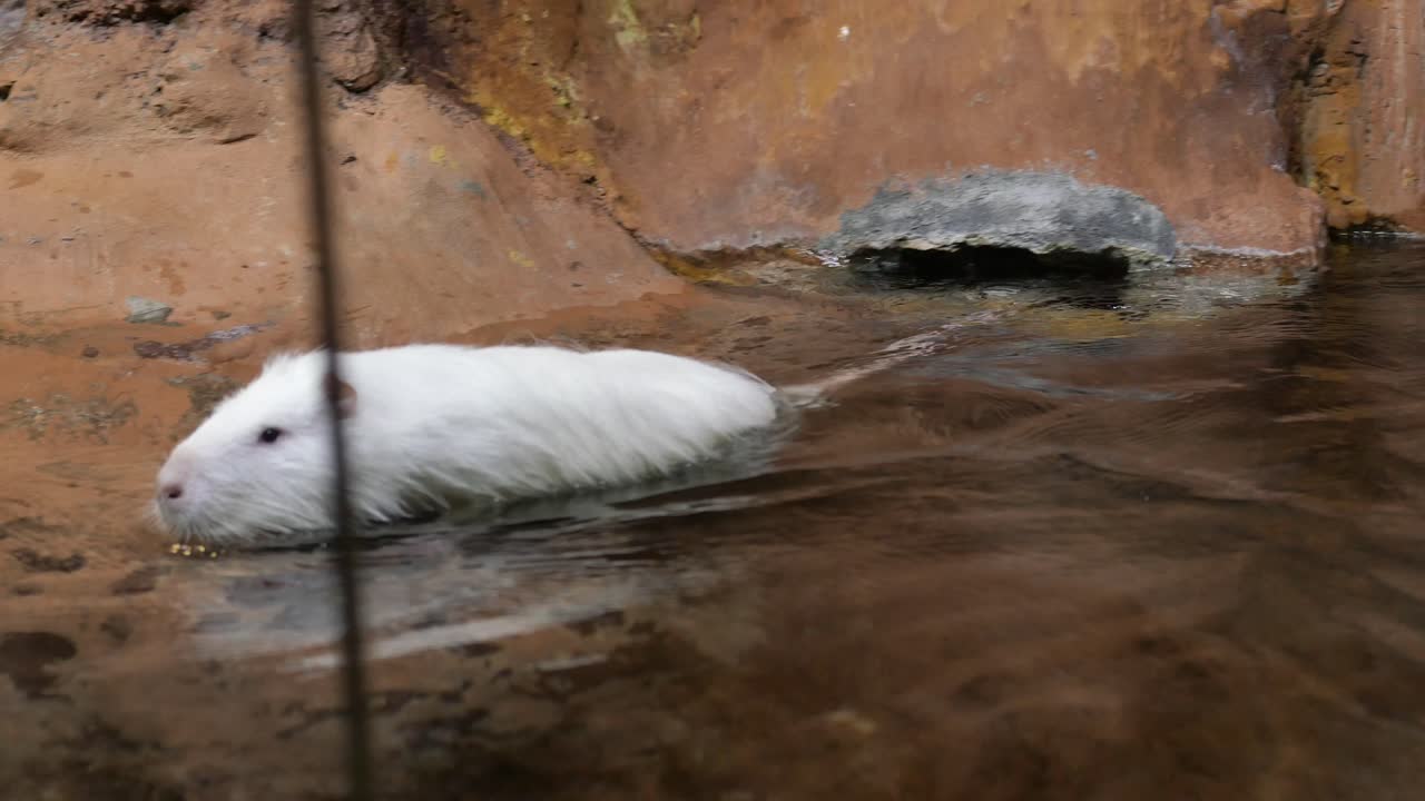 연못에서 수영하는