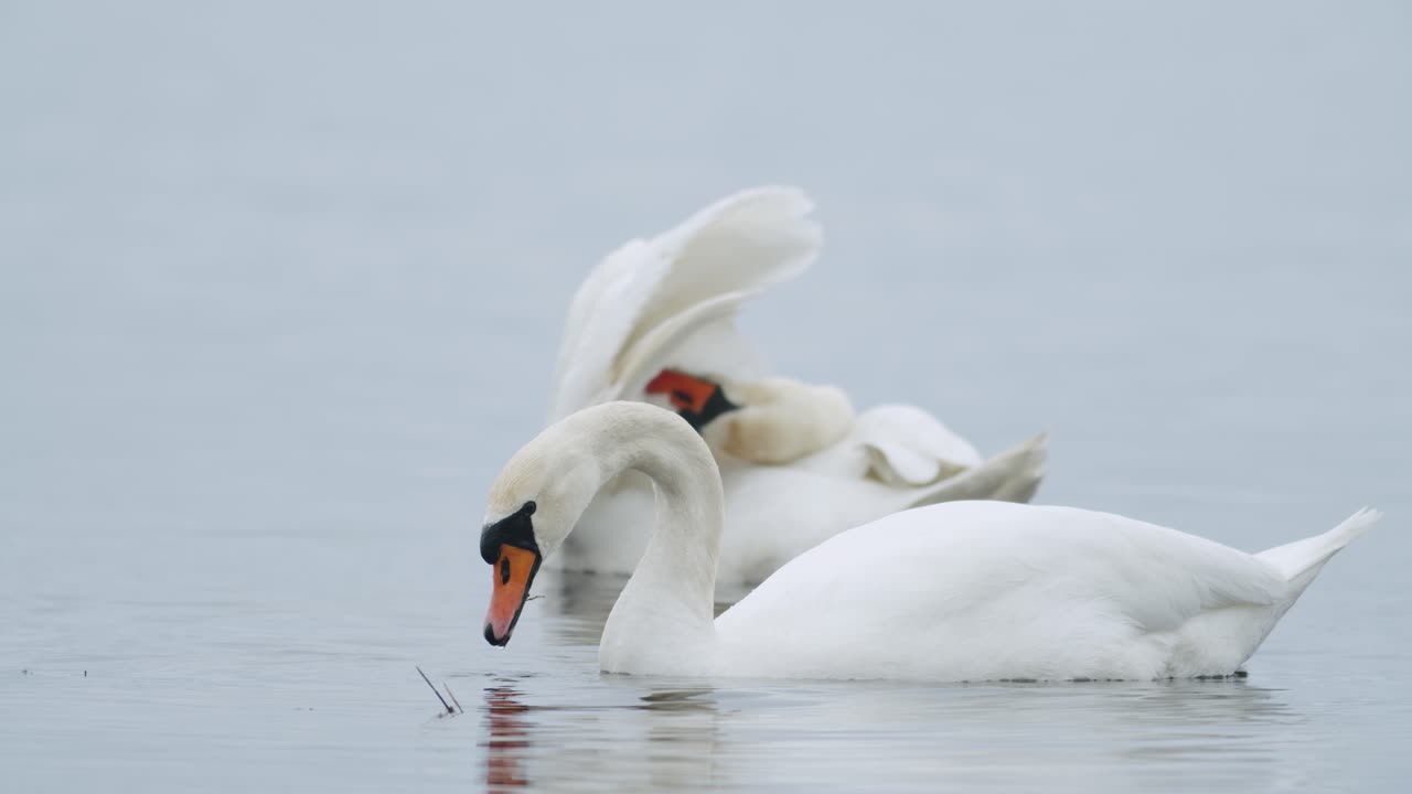 cisne mudo salvaje comiendo hierba primer plano submarino en día nublado